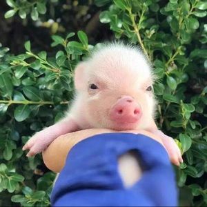 Meet your Posher, Yingying